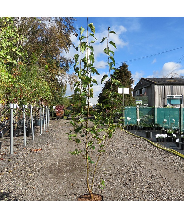 Betula pendula fastigiata Joes (12lt)