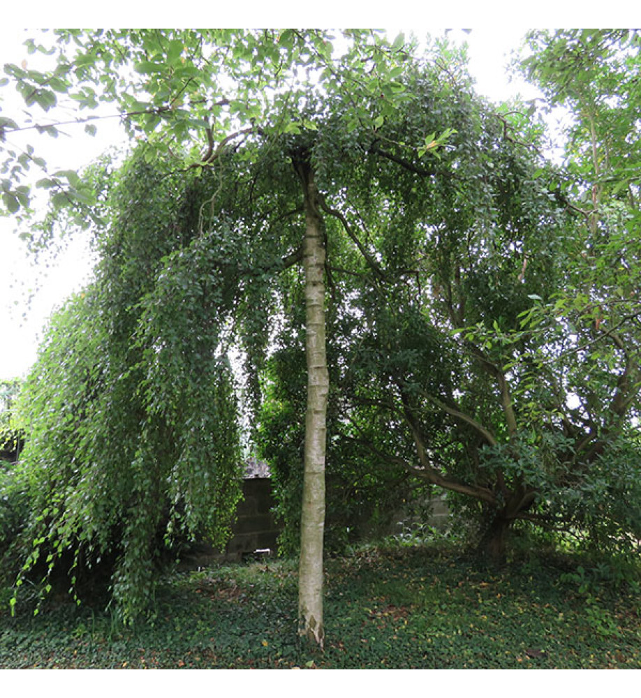 Betula pendula Youngii (12lt)