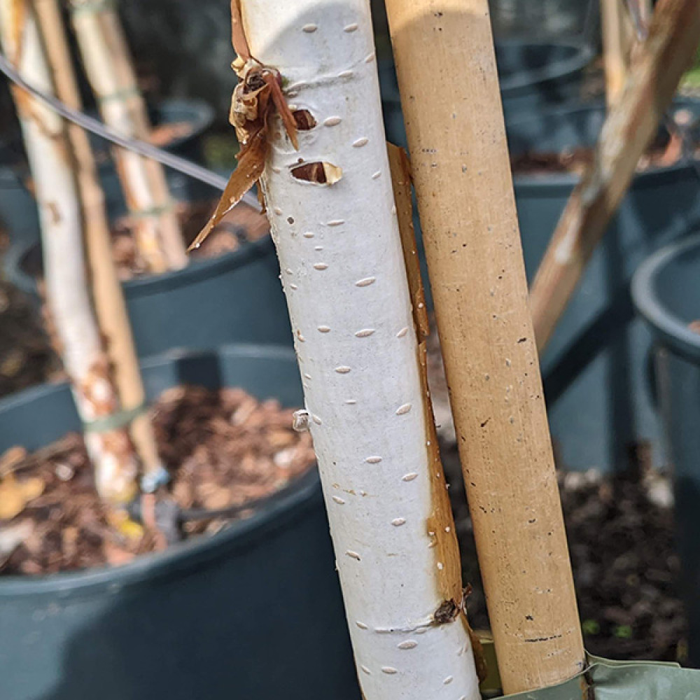 Betula utilis jacquemontii Trinity College (20lt)