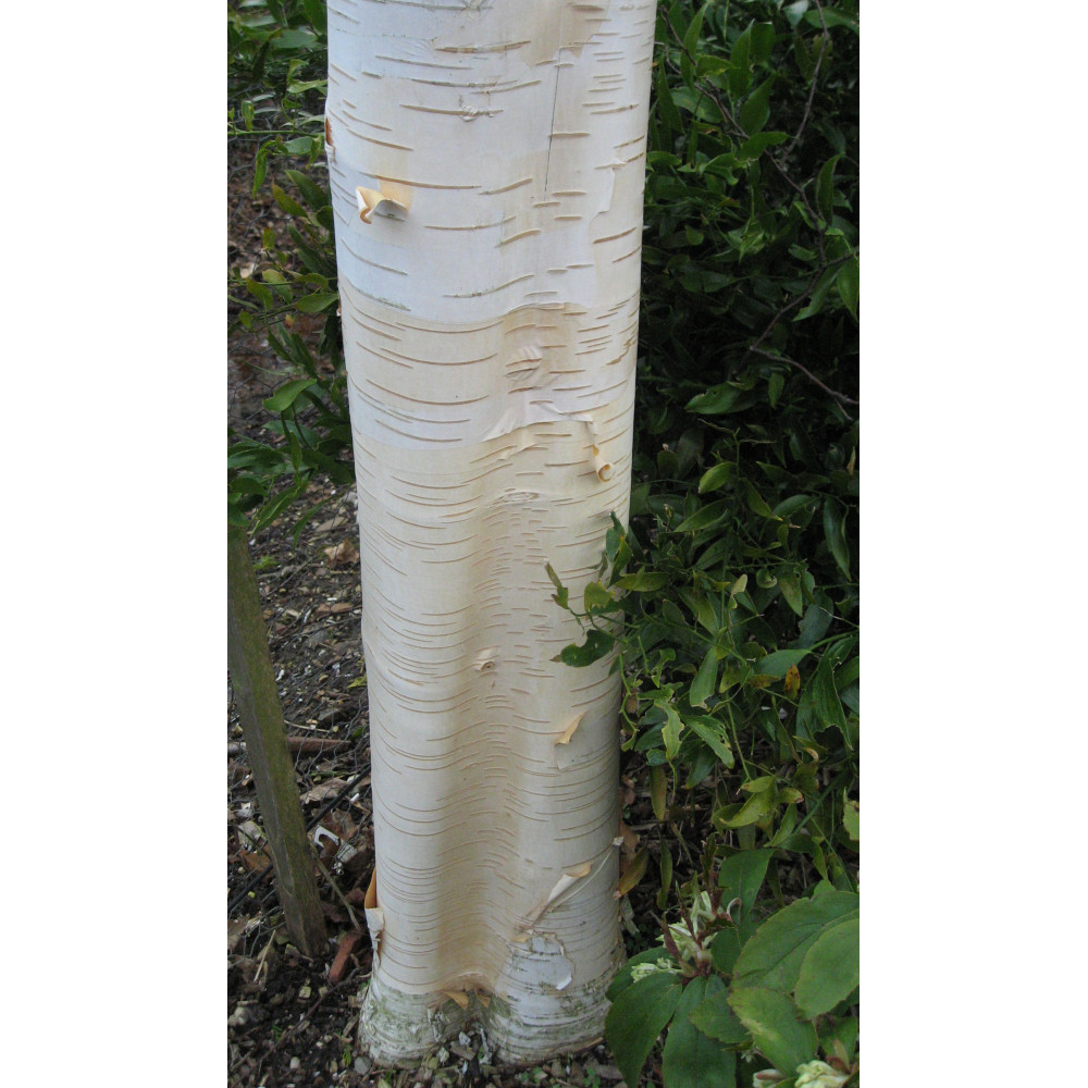 Betula utilis Jacquemontii (12lt multistem)