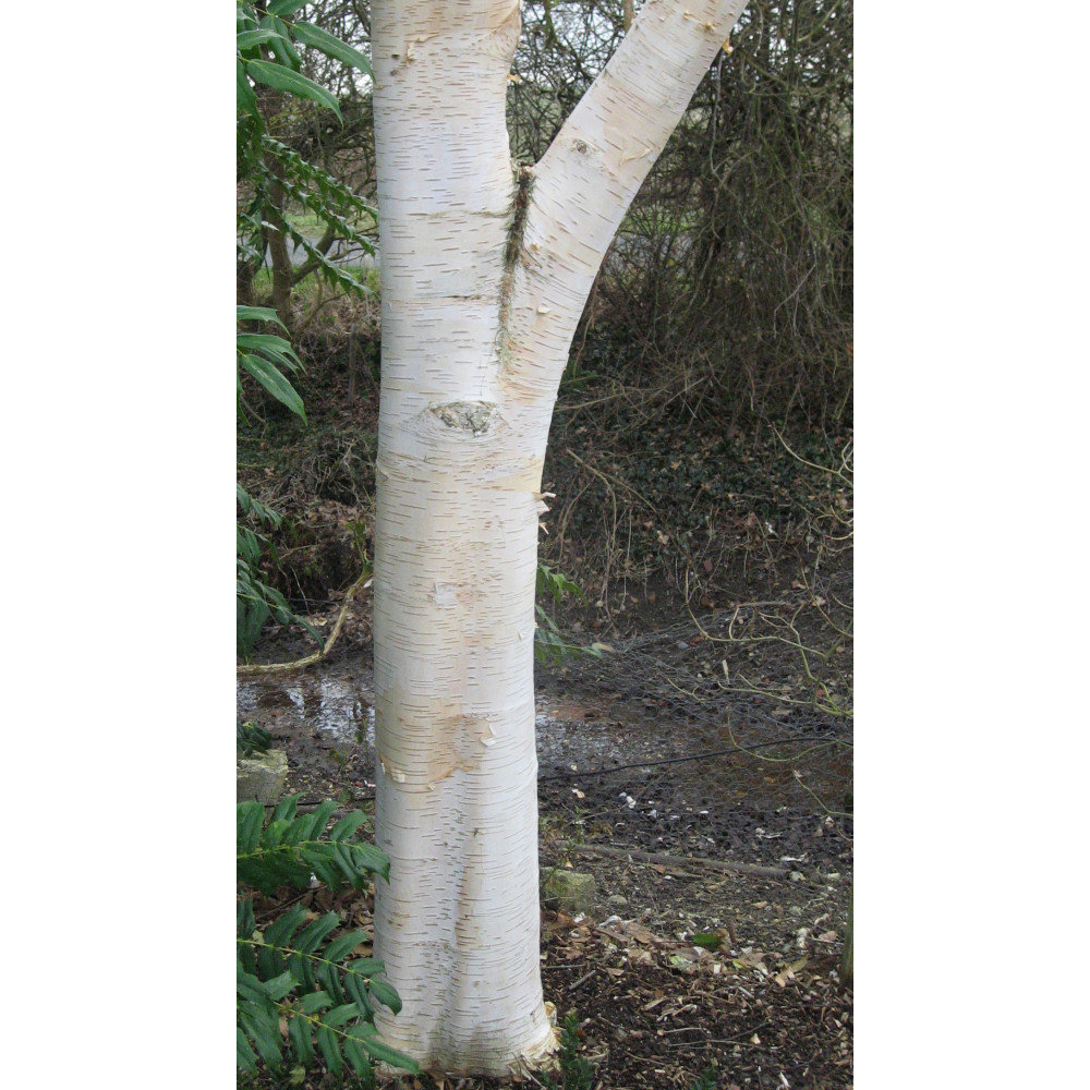 Betula utilis jacquemontii Doorenbos (17.5lt)