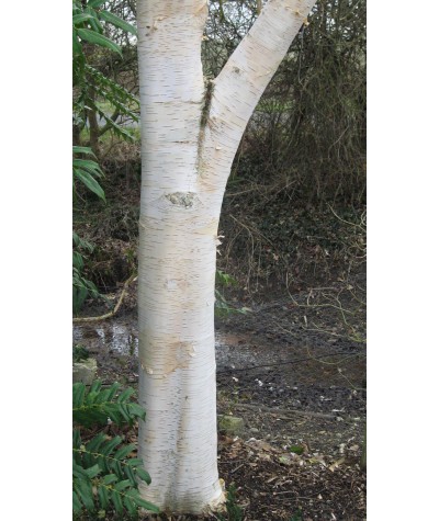 Betula utilis jacquemontii (17.5lt)