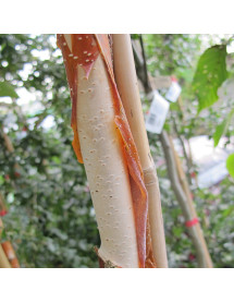 Betula utilis jacquemontii Grayswood Ghost (12lt)