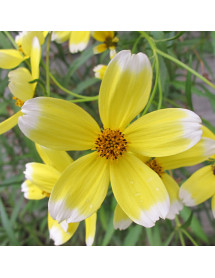 Bidens aurea Hannay's Lemon Drop (1lt)