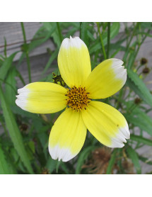 Bidens aurea Hannay's Lemon Drop (1lt)