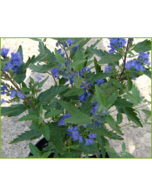 Caryopteris x clandonensis Dark Knight (1lt)