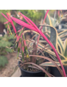 Billbergia nutans (2lt)