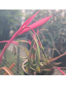 Billbergia nutans (2lt)