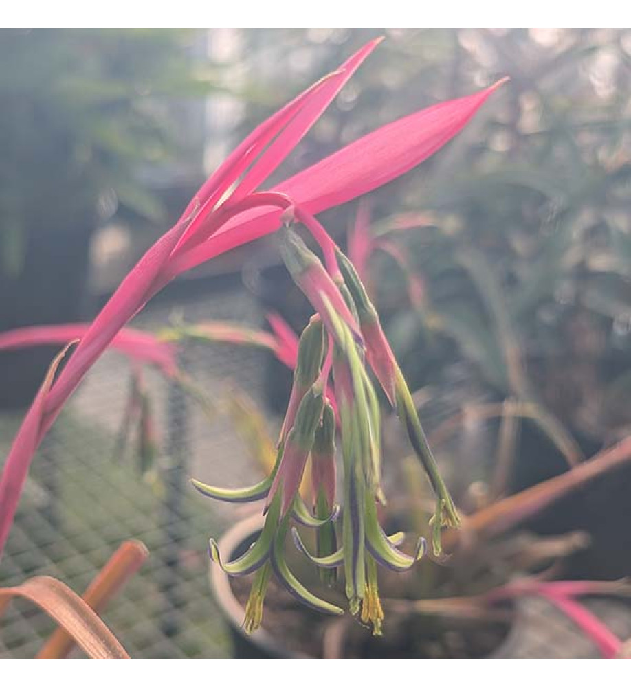 Billbergia nutans (2lt)