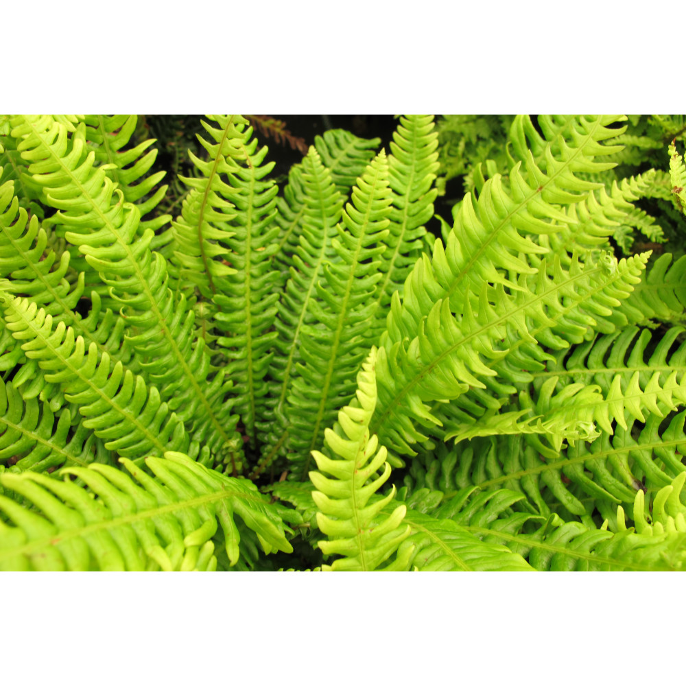 Blechnum spicant (1.5lt)