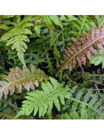 Blechnum brasiliense Volcano (1lt)
