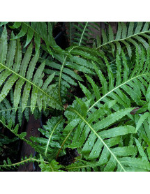 Blechnum brasiliense Volcano (1lt) Blechnum brasiliense Volcano (1lt)