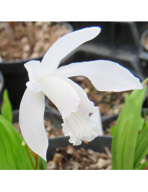 Bletilla striata Alba (2lt)