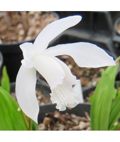 Bletilla striata Alba (1lt)