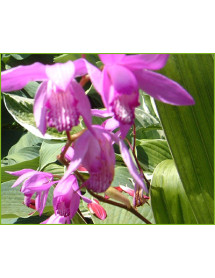 Bletilla striata Albostriata (1lt)