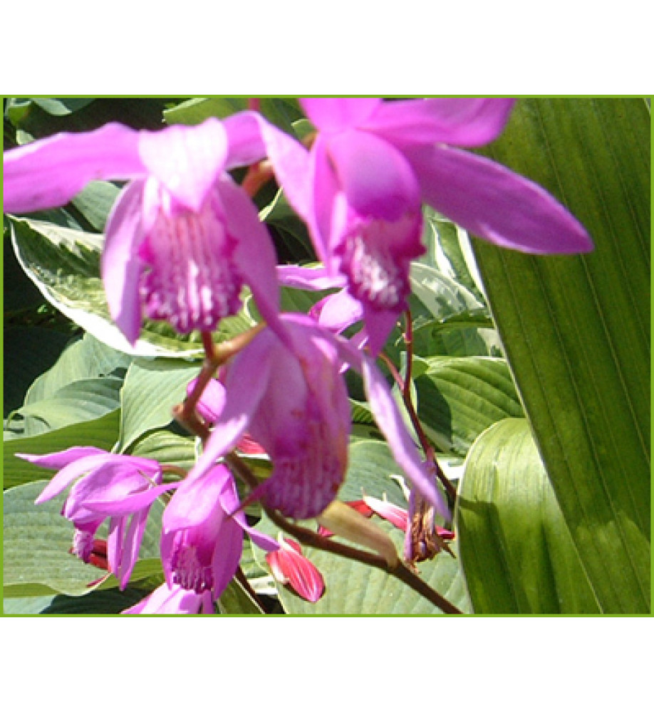 Bletilla striata Albostriata (1lt)