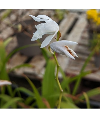 Bletilla striata Alba (1lt)