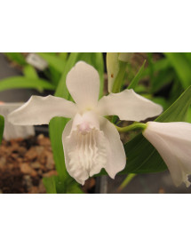 Bletilla striata Alba (1lt)