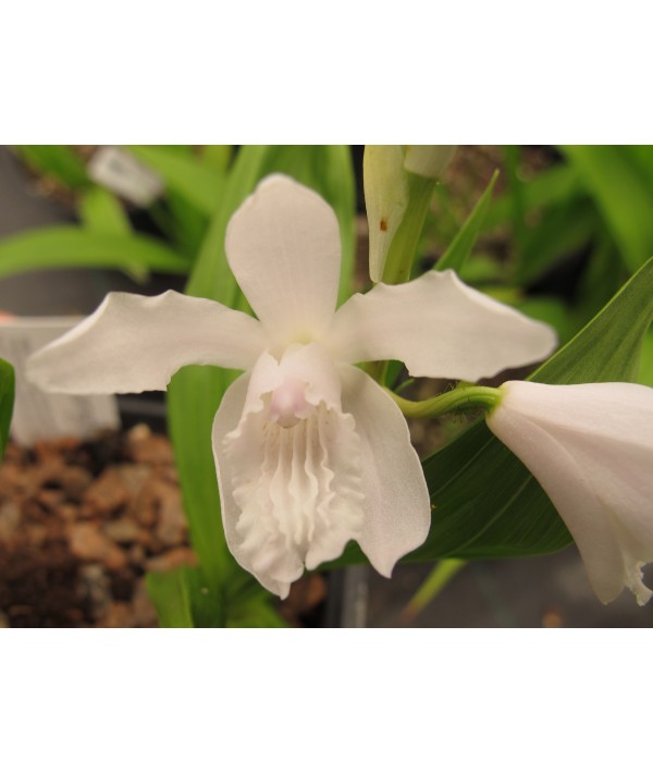 Bletilla striata Alba (1lt)