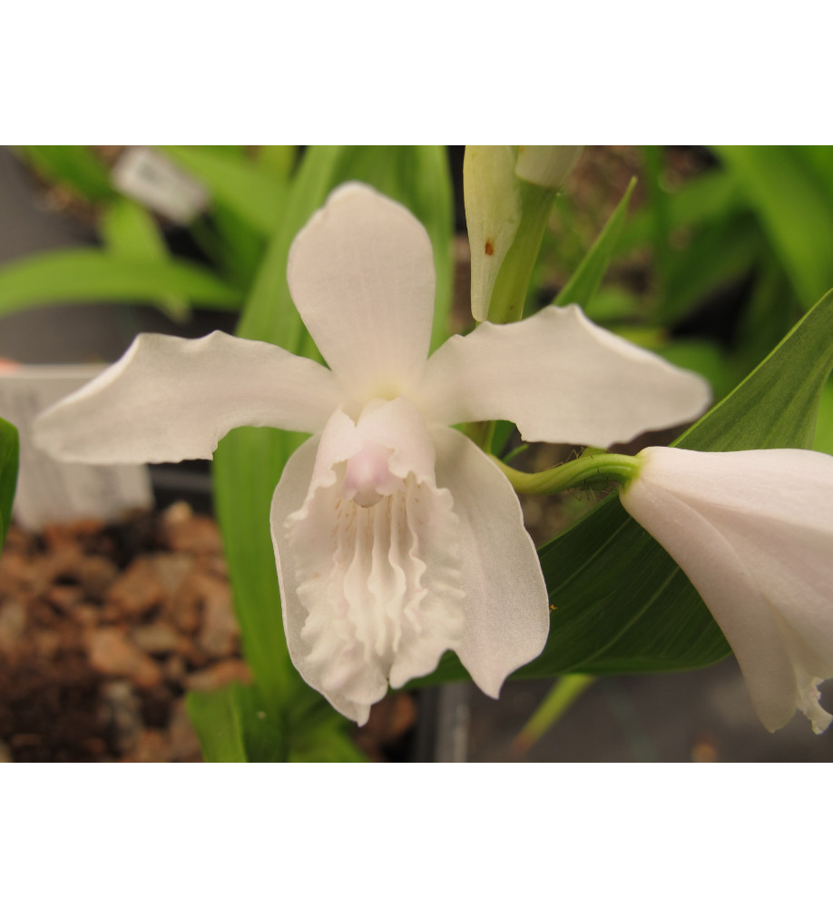 Bletilla striata Alba (2lt)