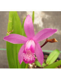 Bletilla striata Albostriata (1lt)
