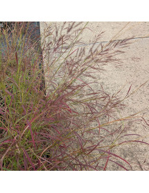 Bothriochloa bladhii (1.5lt)