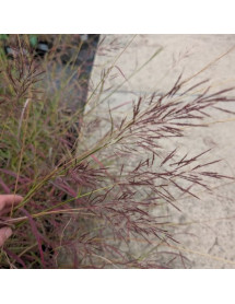 Bothriochloa bladhii (1.5lt)