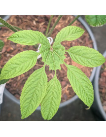 Brassaiopsis mitis (4lt)