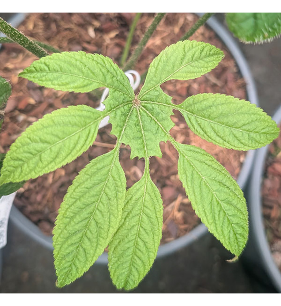 Brassaiopsis mitis (4lt)