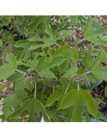 Broussonettia papyrifera (5lt)