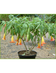 Brugmansia sanguinea (3lt) Brugmansia sanguinea (3lt)