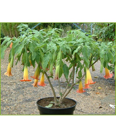 Brugmansia sanguinea (5lt)