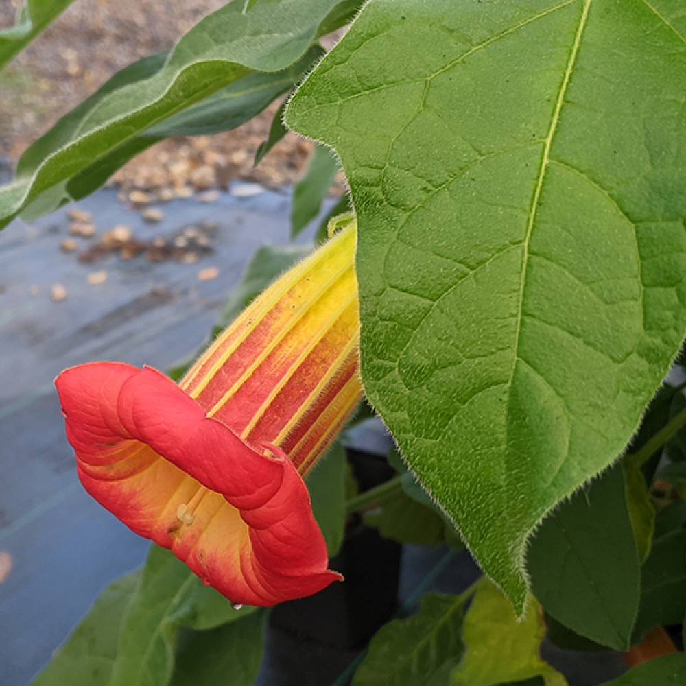 Brugmansia sanguinea (3lt)