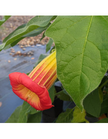 Brugmansia sanguinea (5lt)