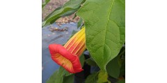 Brugmansia sanguinea (7.5lt)