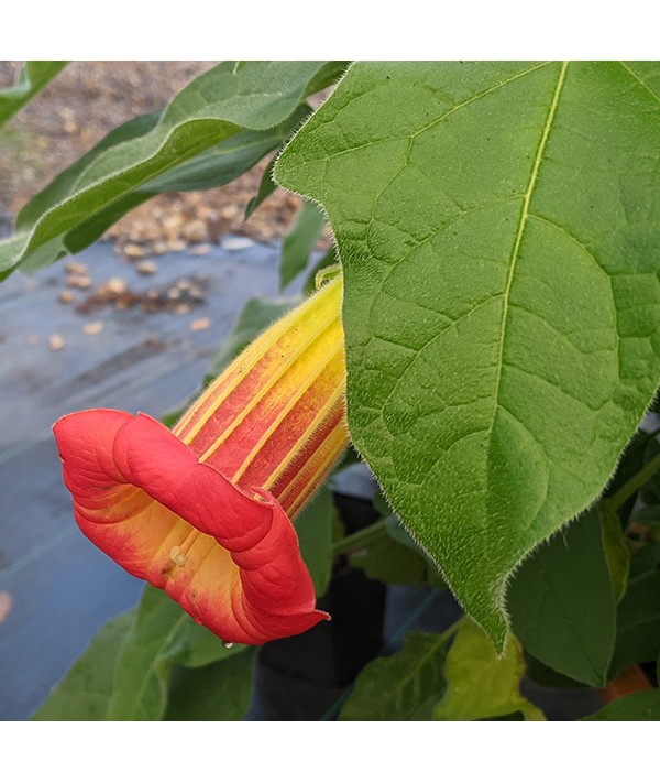 Brugmansia sanguinea (5lt)