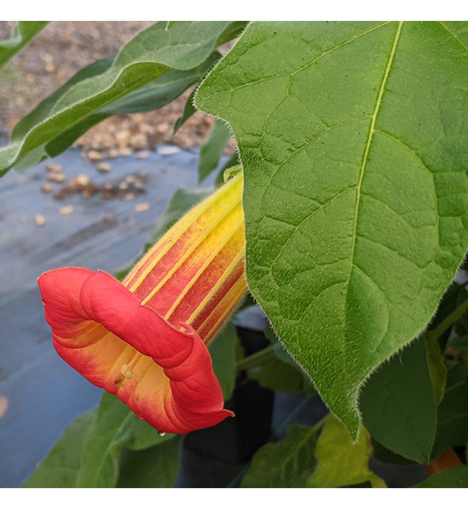 Brugmansia sanguinea (7.5lt)