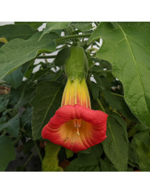 Brugmansia sanguinea (5lt)