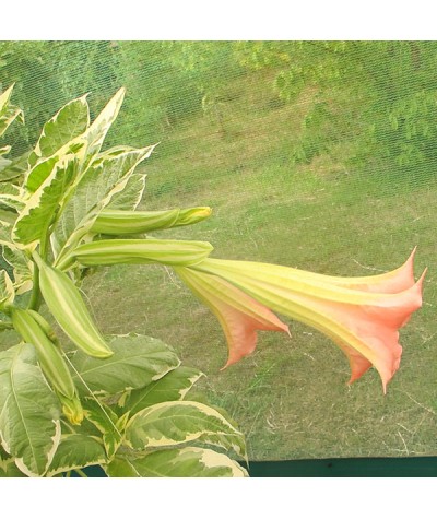 Brugmansia rosea Variegata (7.5lt)
