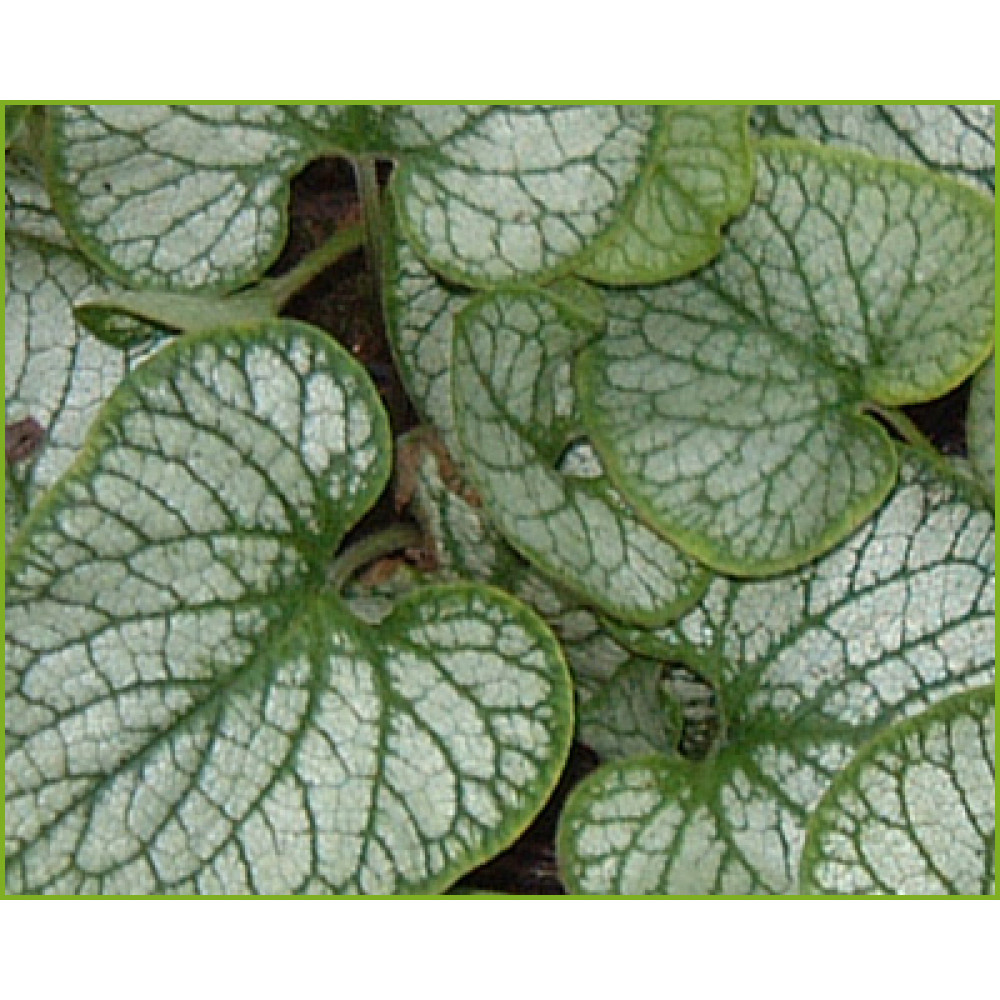 Brunnera macrophylla Alexander's Great (0.8lt)