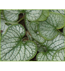 Brunnera macrophylla Alexander's Great (0.8lt)