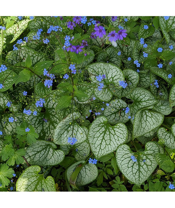 Brunnera macrophylla Jack Frost (1lt)