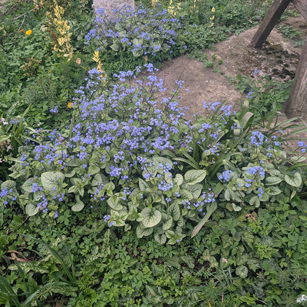 Brunnera macrophylla Jack Frost (1lt) Brunnera macrophylla Jack Frost (1lt)