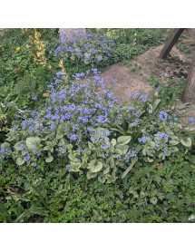 Brunnera macrophylla Jack Frost (1.5lt)