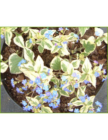 Brunnera macrophylla Dawson's White (1lt)