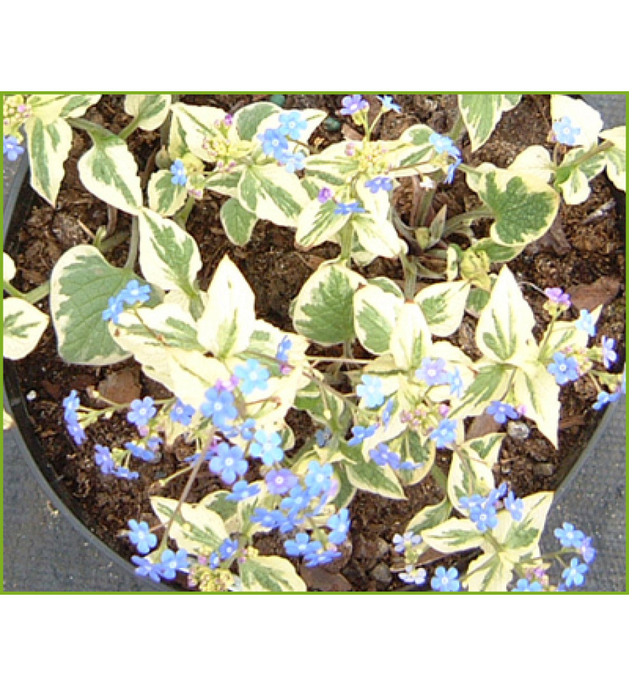 Brunnera macrophylla Dawson's White (1lt)