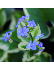 Brunnera macrophylla Dawson's White (1lt)
