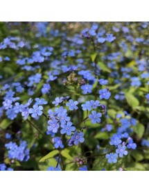 Brunnera macrophylla Alexander's Great (1lt)