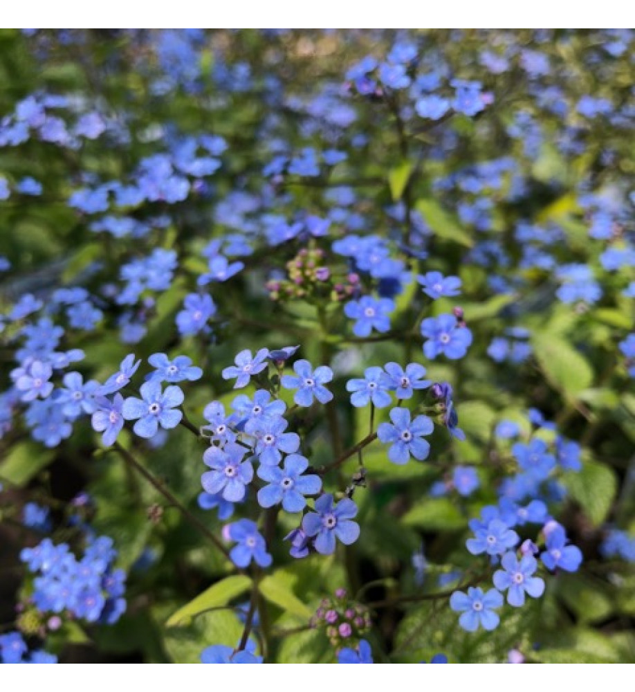 Brunnera macrophylla Alexander's Great (1lt)
