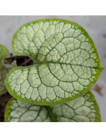 Brunnera macrophylla Silver Heart (1lt)